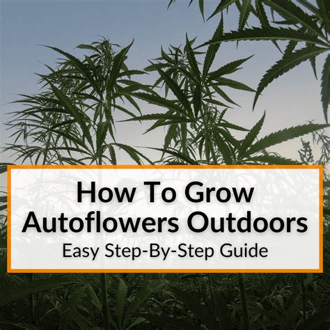 How To Grow Autoflowers Outdoors (Easy Step-By-Step Guide)