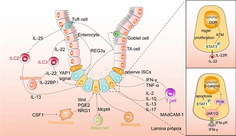 The Effects Of Immune Cells On ISCs Left T Cells Can Be Recruited To