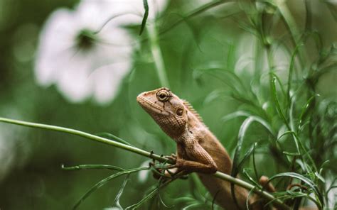 Iguana Habitats | Iguana Tips