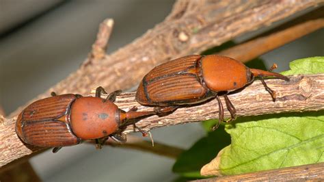 Rhynchophorus Ferrugineus00002 Rhynchophorus Ferrugineus Flickr