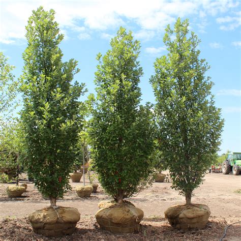 Quercus Robur X Bicolor Long Regal Prince Oak Doty Nurseries