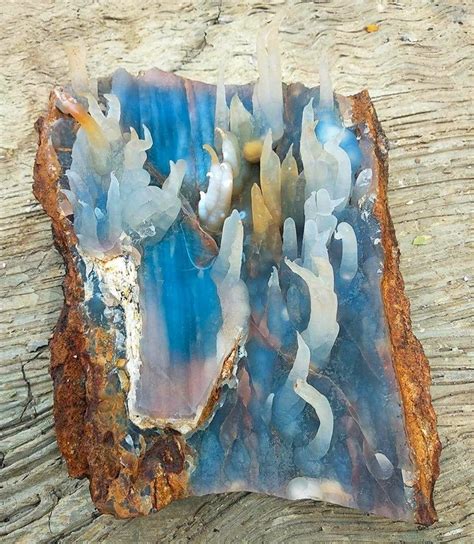 Petrified Wood The Fascinating Process Of Fossilization Driftwood