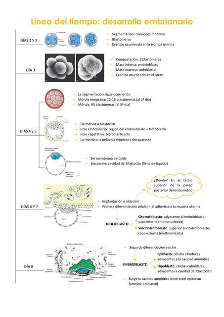 Linea Del Tiempo Del Desarrollo Embrionario Slingo Otosection Images