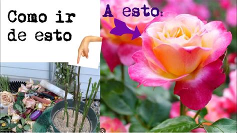 Como Propagar Rosas Youtube