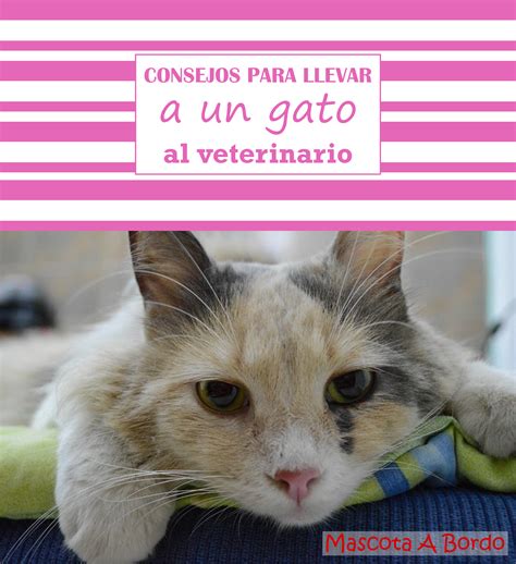 Lbumes Foto Como Llevar A Un Gato Al Veterinario Sin Jaula Mirada