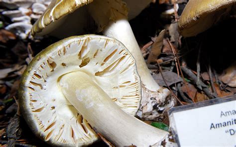 The Death Cap: Amanita phalloides | Curbstone Valley