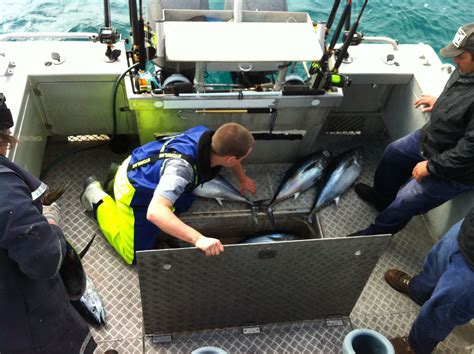 Fishing Charters Portland Bluefin Tuna By Sharkmen Melbourne