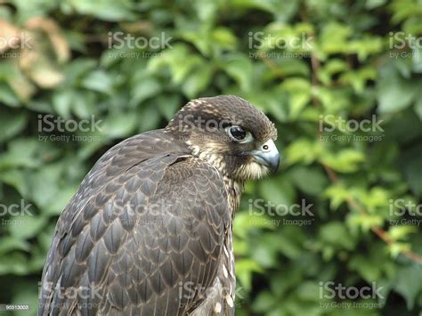 Peregrine Falcon Stock Photo Download Image Now Animal Head