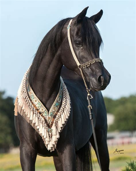 Rhapsody In Black Egyptian Arabian Horses Arabians Ltd Black