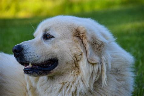 Anatolian Pyrenees (Anatolian Shepherd & Great Pyrenees Mix): Info ...