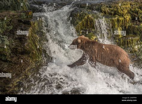 Brown Bear Runs Across Waterfall In Katmai National Park Alaska Stock