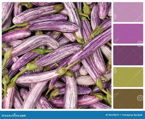 Fresh Vegetable Eggplant With Palette Color Swatches Stock Image