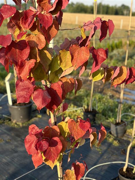 Judaszowiec Eternal Flame Cercis Canadensis Nasielsk Og Oszenie Na