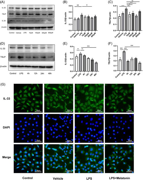 Expression Of TSLP IL25 And IL33 A Expression Of TSLP IL25