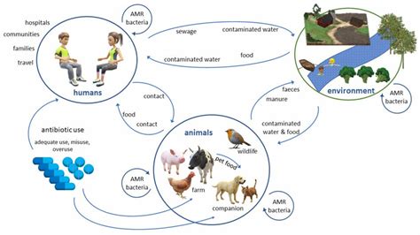 Schematic Of Potential Transmission Pathways Of Amr Bacteria Between