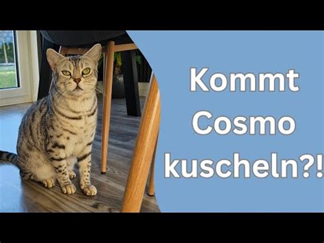 Katze Drau En Bei Grad Youtube