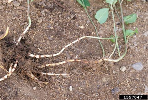 Japanese Knotweed Cornell Weed Identification