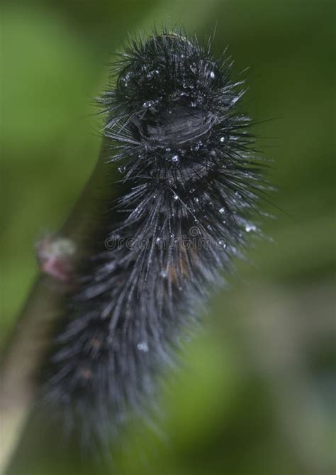 Closeup with the Giant Leopard Moth Caterpillar Stock Image - Image of colorful, grub: 224862219