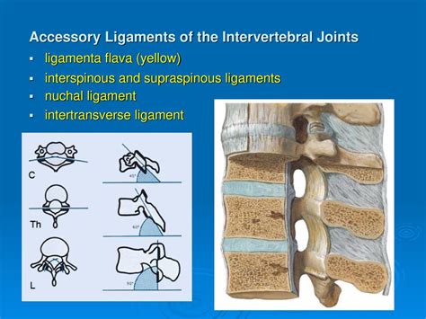 Articulations Of The Spine And Thorax Ppt Download