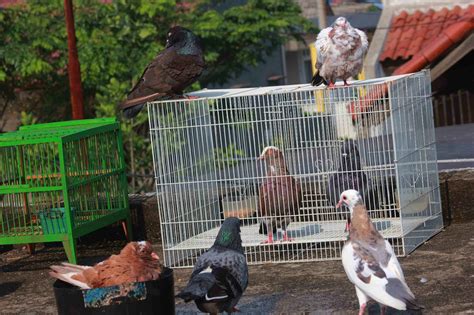 Camperenik Project Kandang Dan Pagupon Burung Merpati