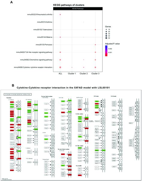 Kegg Pathway Analysis And Cytokine Cytokine Receptor Interaction