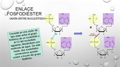 Los Cidos Nucleicos Las Instrucciones De La Vida