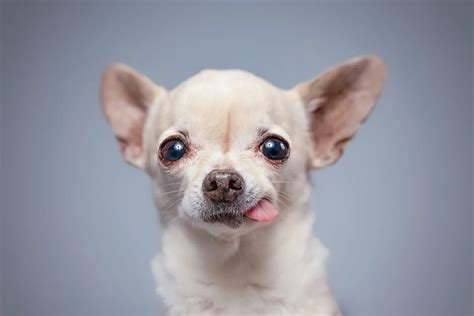 Tiny But Mighty Fun Chihuahua Facts You Need To Know