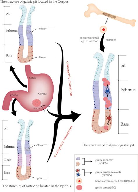 Frontiers The Origin Of Gastric Cancer Stem Cells And Their Effects