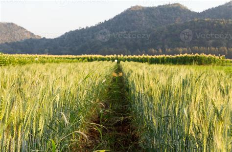 Green barley field 21662114 Stock Photo at Vecteezy