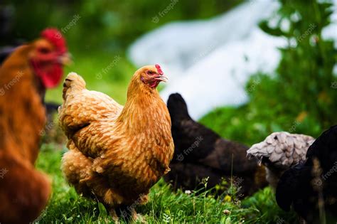 Premium Photo | Hen on a farm