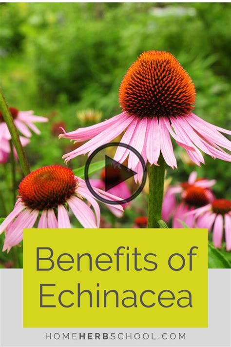 Echinacea Benefits And Uses Home Herb School In 2020 Echinacea