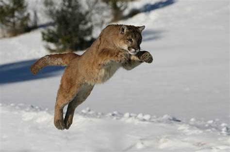 Cougar Facts - Animal Facts Encyclopedia