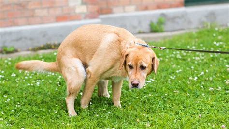 Til That The White Dried Dog Poop On Lawns Of The 70s And 80s Was