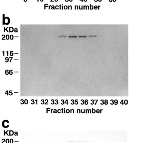 ³⁵S Labeled l afadinbinding proteins A Subcellular distribution of