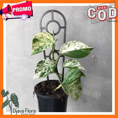 Jual Tanaman Hias Epipremnum Aureum Marble Queen Sirih Marble