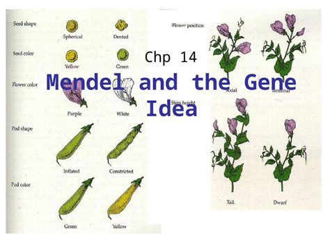 Ppt Mendel And The Gene Idea Chp Blending Model Vs Particulate