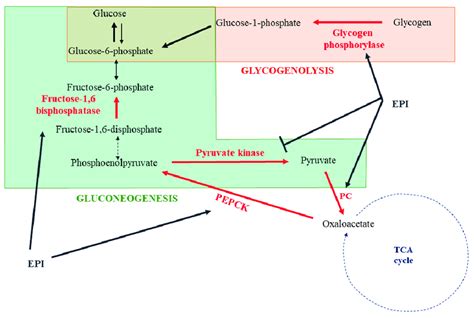 Impact Of Epinephrine On Hepatic Gluconeogenesis And Glycogenolysis