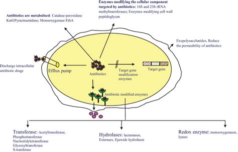 Common mechanisms of microbial resistance to enhanced pathogenesis ...