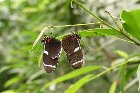 Papillons Tropicaux En Serre Naturospace à Honfleur Le Blog De