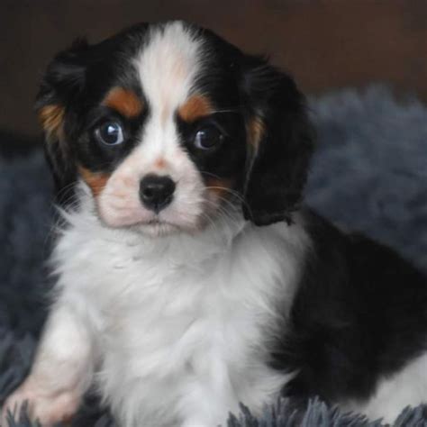 Une Histoire D amour Chien Cavalier King Charles à l adoption