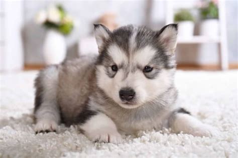 10 Best Alaskan Malamute Breeders 2024 Updated