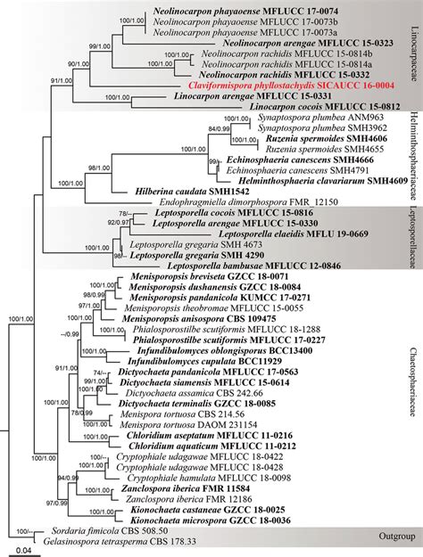 Phylogram Of Raxml Analysis Based On A Combined Its Lsu Ssu And