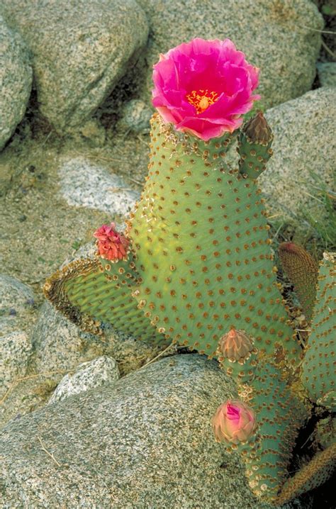 Opuntia Basilaris Beavertail Cactus Opuntia Basilaris Wikipedia