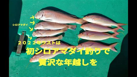 【爆釣】2022年釣り納め、初シロアマダイ釣りで爆釣♪【納釣】シロアマダイ 甘鯛 アマダイ 船釣り イトヨリ Youtube