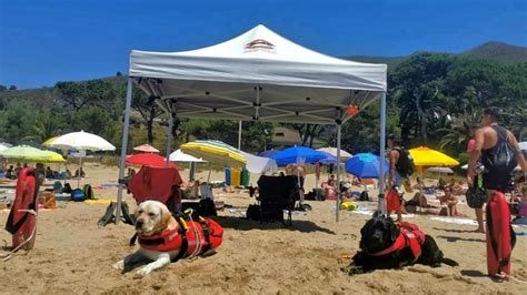 Sperlonga Cani Bagnino Sulla Spiaggia Parte Il Progetto