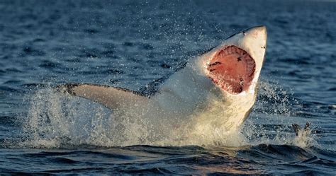 The Giant Great White Shark Lurking In Florida Waters