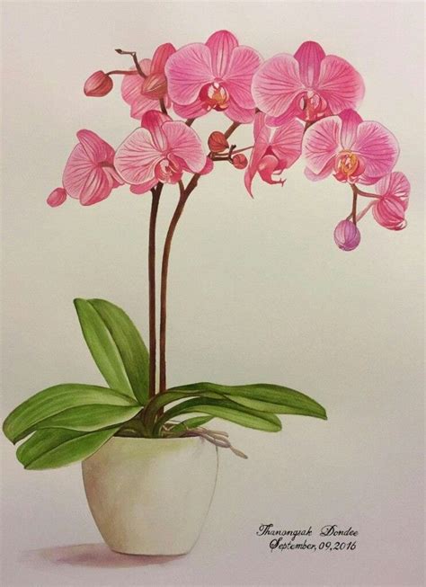 Watercolor Orchid Painting Print With The Title Fuchsia Orchid