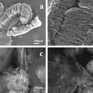 a SEM photograph and b high magnification SEM image of expanded ...