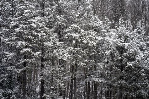 Snowstorm Cancels Flights Closes Schools In Parts Of The Northeast