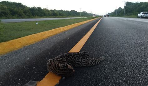 Atropellan A Ocelote En El Tramo Carretero Playa Del Carmen Tulum Soy